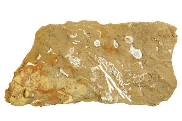 Ordovician Kukersite Oil Shale with Bryozoan Fossils - Russia #369572
